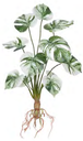 Ver imagem 1 de Planta Árvore Artificial Costela de Adão Real Toque C/raiz X12 Verde 48cm