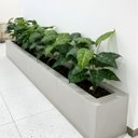 Ver imagem 2 de 6 Plantas Artificiais Filodendro Silicone 55cm Decoração Elegante para Sala e Hall