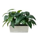 Ver imagem 4 de 6 Plantas Artificiais Filodendro Silicone 55cm Decoração Elegante para Sala e Hall