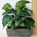 Ver imagem 6 de 6 Plantas Artificiais Filodendro Silicone 55cm Decoração Elegante para Sala e Hall