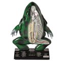 Ver imagem 1 de Anatomia do Sapo em Resina Anatomic