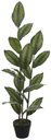 Ver imagem 1 de Planta Artificial Arvore Calathea Real Toque C/pote X19 Verde 1,2m