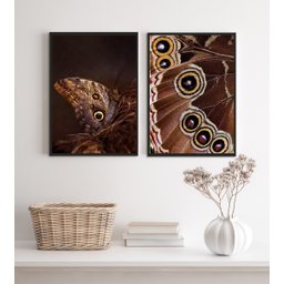 Kit 2 Quadros Fotografias Borboletas- Asas 45x34cm:madeira Preta - 2
