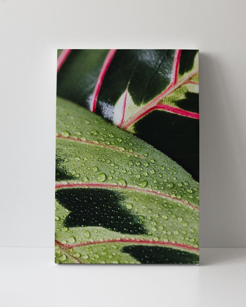 Tela em Canvas 103