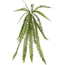 Ver imagem 2 de Samambaia Pendente (92cm) - Verde