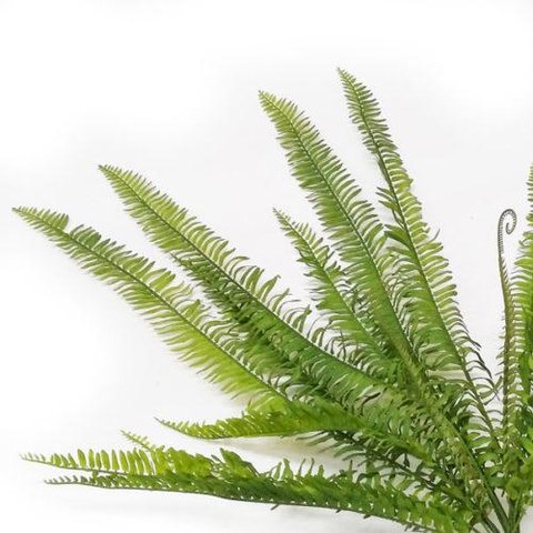 Samambaia Pendente (92cm) - Verde