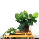Ver imagem 4 de Arranjo de Flor Jiboia Artificial em Vaso de Plástico Cor:Transparente