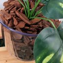 Ver imagem 6 de Arranjo de Flor Jiboia Artificial em Vaso de Plástico Cor:Transparente