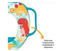 Ver imagem 4 de Redutor de Assento Infantil Dinossauro Buba 14435