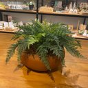 Ver imagem 3 de Arranjo Completo de Samambaia Centro de Mesa Grande Vaso Cobre Decore Fácil Shop