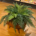 Ver imagem 4 de Arranjo Completo de Samambaia Centro de Mesa Grande Vaso Cobre Decore Fácil Shop