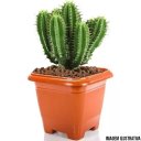 Ver imagem 4 de 24 Vasos Pequeno Quadrado 800ml Cerâmico Plantas E Flores