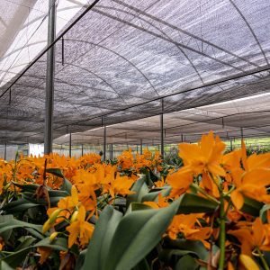 Tela Preta Sombrite Hortas E Estufas Proteção 80% 2x20m - 5
