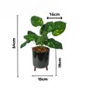 Ver imagem 2 de Arranjo de Flor Jiboia Artificial em Vaso de Plástico Cor:Preto