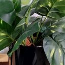 Ver imagem 6 de Arranjo de Flor Jiboia Artificial em Vaso de Plástico Cor:Preto