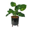 Ver imagem 1 de Arranjo de Flor Jiboia Artificial em Vaso de Plástico Cor:Preto