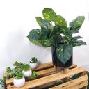 Ver imagem 5 de Arranjo de Flor Jiboia Artificial em Vaso de Plástico Cor:Preto