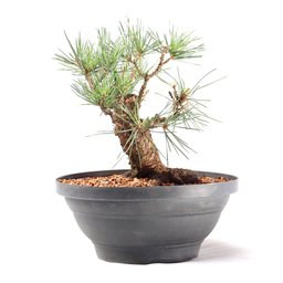 Pré Bonsai Pinheiro Negro 15 Anos - 4