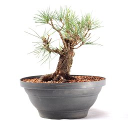 Pré Bonsai Pinheiro Negro 15 Anos - 2
