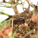 Ver imagem 5 de Pré Bonsai Pinheiro Negro 15 Anos