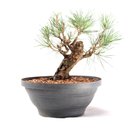 Ver imagem 3 de Pré Bonsai Pinheiro Negro 15 Anos