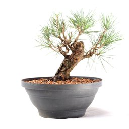 Pré Bonsai Pinheiro Negro 15 Anos - 3