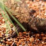 Pré Bonsai Pinheiro Negro 15 Anos - 6