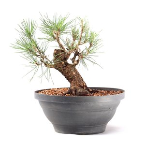 Pré Bonsai Pinheiro Negro 15 Anos