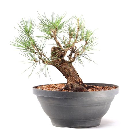 Pré Bonsai Pinheiro Negro 15 Anos