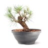 Pré Bonsai Pinheiro Negro 15 Anos - 1