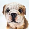 Cachorro Bulldog Marrom Decorativo Pet Decor Escultura - 5