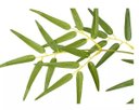 Ver imagem 3 de Árvore Artificial Bambu Verde com Galho Amarelo 1,9m