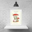 Ver imagem 2 de Quadro Cogumelos Vermelhos - Poá 33x24cm:madeira Branca