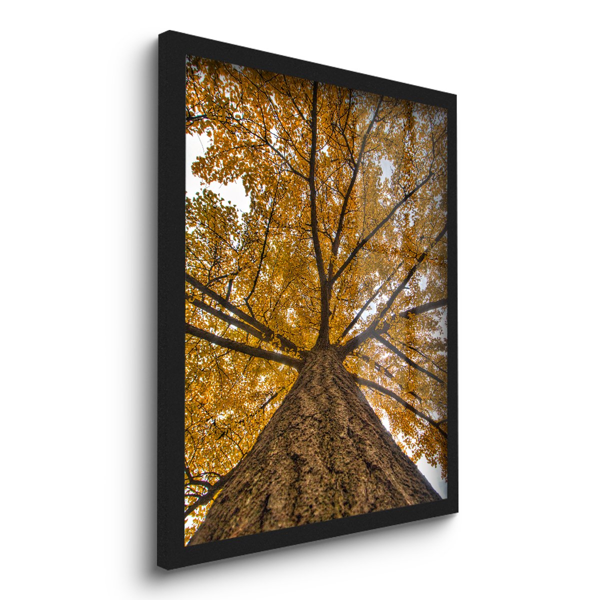 Quadro Decorativo Árvore Amarela Folhas 45x33 C/vidro