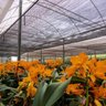 Tela Preta Sombrite Hortas E Estufas Proteção 80% 4x20m - 5