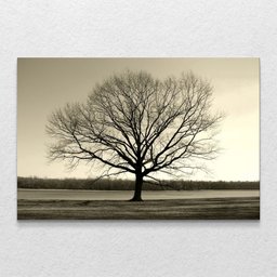 Quadro Decorativo Arvore Galhos Secos Horizontal Sem Moldura e Sem Vidro 60x90 - 1