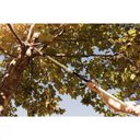 Ver imagem 4 de Serrote de Poda Profissional 13" / 330 Mm Tramontina em Aço com Cabo Metálico Extensível 3 M Tramont