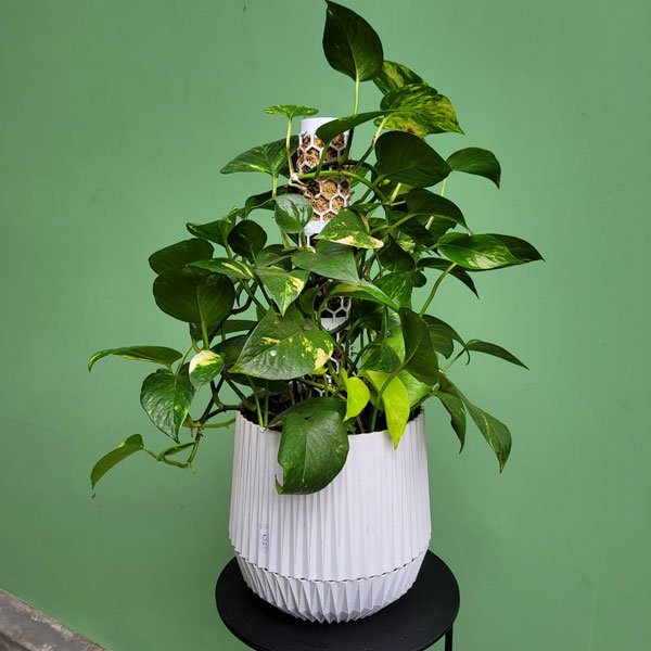 Vaso de plantas Cesto - prato embutido - Branco marmorizado