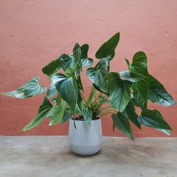 Vaso de plantas Cesto - prato embutido - Branco marmorizado - 4