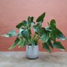 Vaso de plantas Cesto - prato embutido - Branco marmorizado - 4