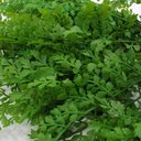 Ver imagem 3 de 2 Ramos Artificial Salsinha Flor Plantas com 13 Galhos 46cm