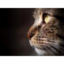 Ver imagem 2 de Papel de Parede Animais Gato Rosto Felino 3d Anm132