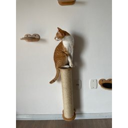 Arranhador Fixo para Gatos - 3