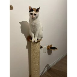 Arranhador Fixo para Gatos - 4