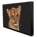 Ver imagem 3 de Quadro Decorativo Filhote em Moldura Caixa Tacolado Moldura Trad 1cm Madeira Escura com Vidro 30 X 4