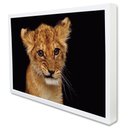 Ver imagem 2 de Quadro Decorativo Filhote em Moldura Caixa Tacolado Moldura Trad 1cm Madeira Escura com Vidro 30 X 4