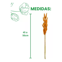 Buque Rabo de Coelho Laranja Desidratado Natural P\ Arranjos - 4