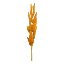 Buque Rabo de Coelho Laranja Desidratado Natural P\ Arranjos - 3