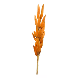 Buque Rabo de Coelho Laranja Desidratado Natural P\ Arranjos - 2