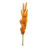 Buque Rabo de Coelho Laranja Desidratado Natural P\ Arranjos - 2